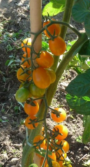 Fichier:TOMATE Wagner's mirabel-1.jpg