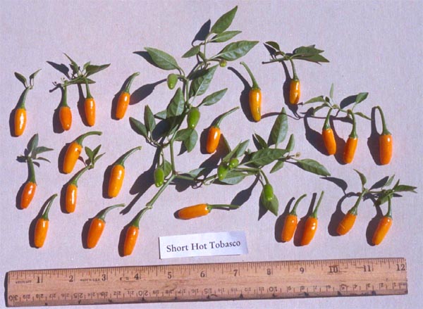 Fichier:Tabasco short yellow-1.jpg