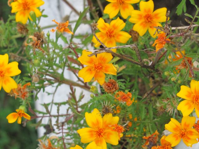 Fichier:Tagete signata pumila-1.jpg