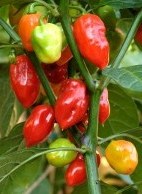 Tobago seasoning-1.jpg