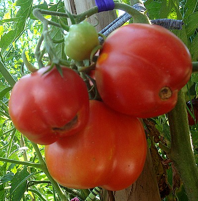 Fichier:Tomate 4 morros-1.jpg