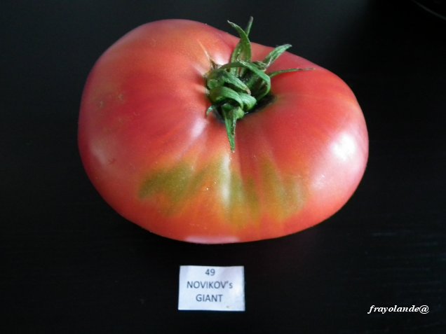 Fichier:Tomate Novikov's giant.jpg