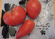 Tomate Portuguese Neighbourg-1.jpg