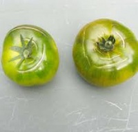 Tomate Verte de Huy-1.jpg