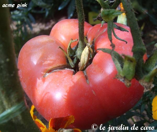 Fichier:Tomate acme pink-1.jpg