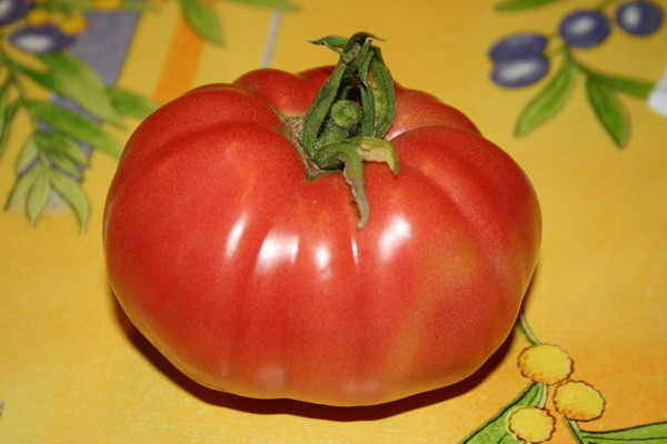 Fichier:Tomate africaine beefsteak rose (photo de white queen).jpg