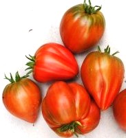 Tomate alice op-1.jpg