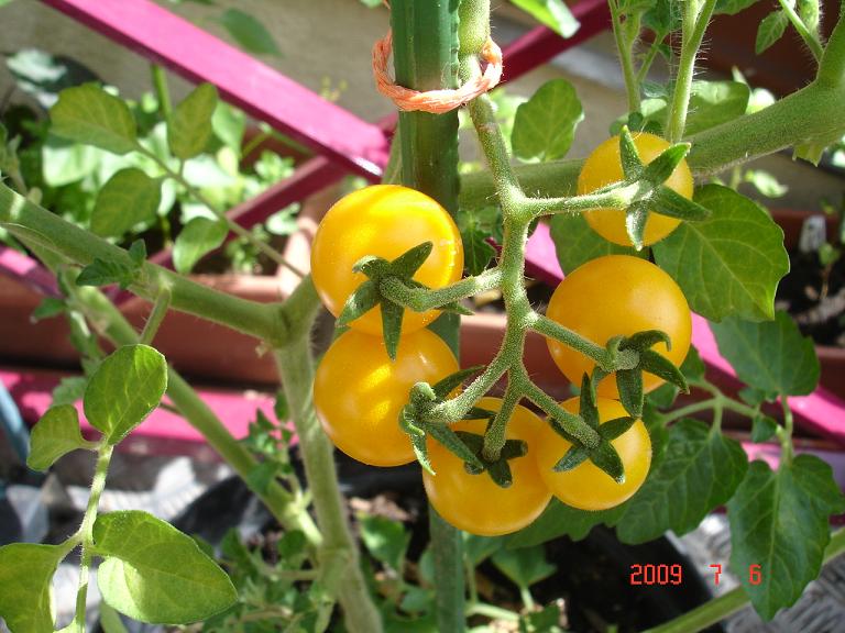Fichier:Tomate aunt rubys yellow cherry.jpg