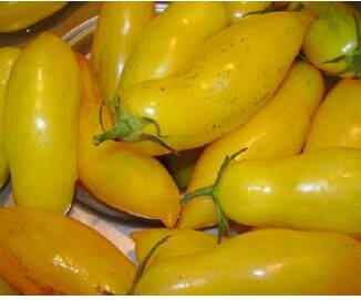 Fichier:Tomate banana legs op-1.jpg