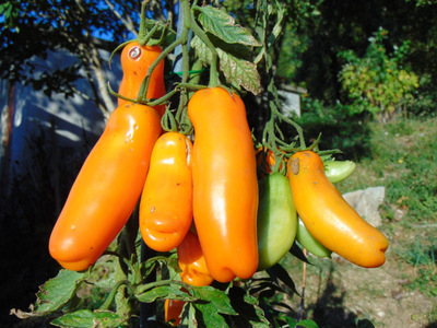 Fichier:Tomate banantchik op-1.jpg