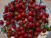 Tomate barbaniaka-2.jpg