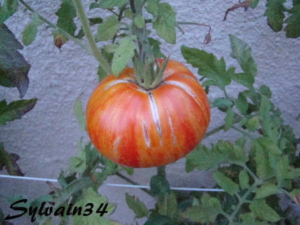 Fichier:Tomate beauty king op-1.jpg