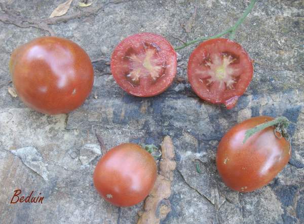 Fichier:Tomate beduin.jpg