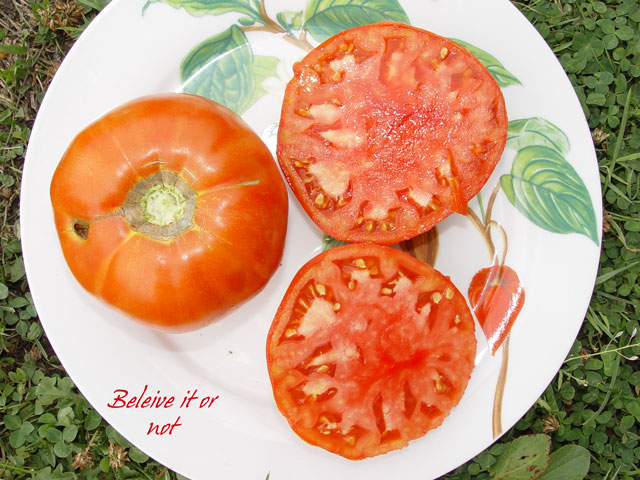 Fichier:Tomate believe it or no op.jpg