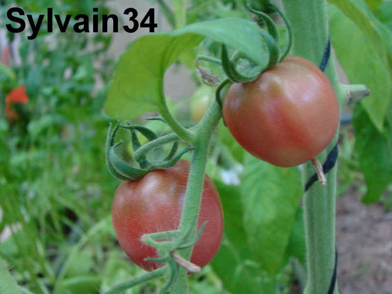 Fichier:Tomate boars hoof-1.jpg