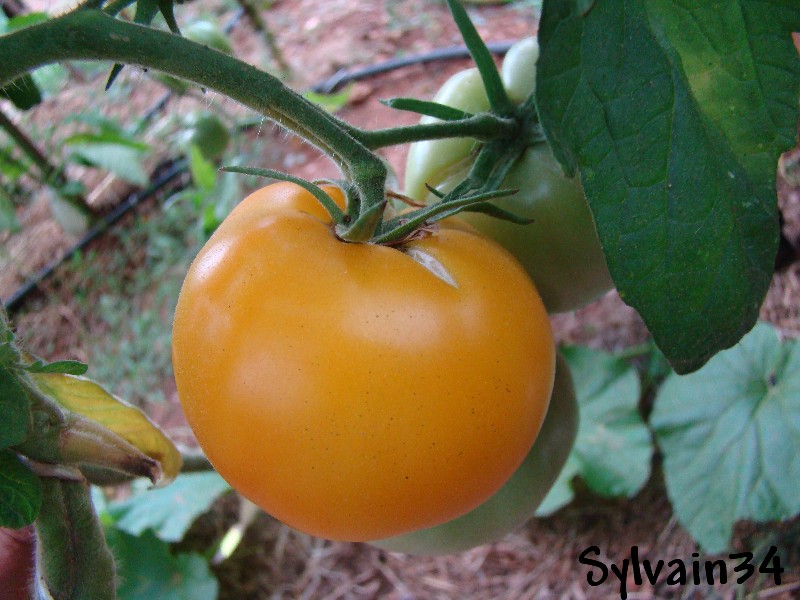 Tomate brandywine aprikot.jpg semeur