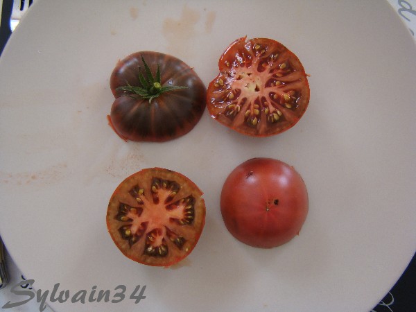 Fichier:Tomate brandywine black op (feuille normale ).jpg