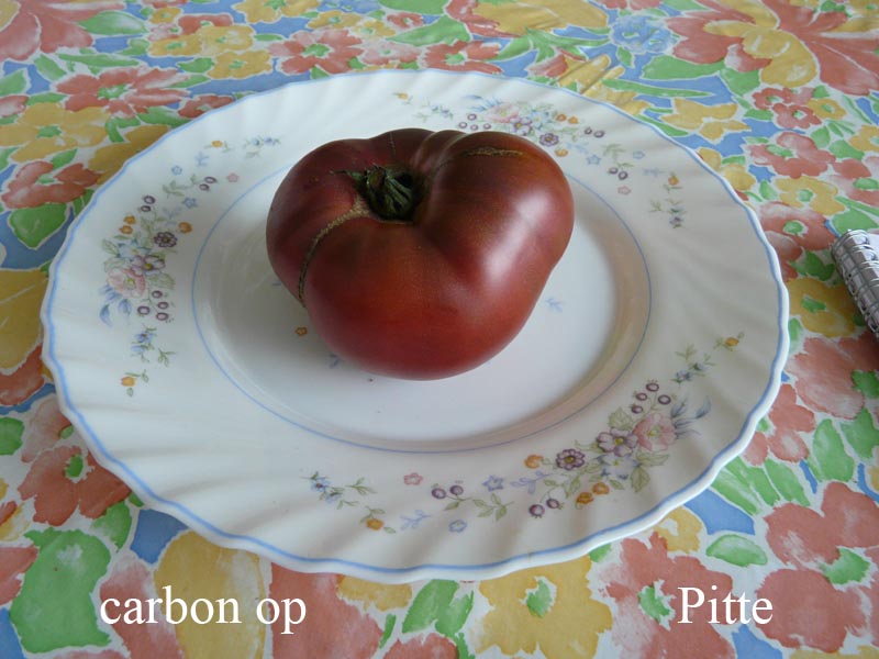 Fichier:Tomate carbon op-2.jpg
