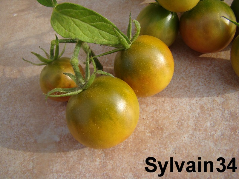 Fichier:Tomate cerise verte.jpg