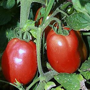 Fichier:Tomate chico iii-1.jpg