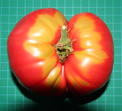 Fichier:Tomate cleota pink-1.jpg