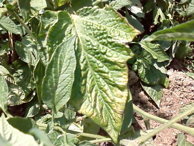 Fichier:Tomate clip trip-1.jpg