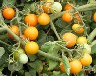 Tomate cluj yellow cherry-1.jpg