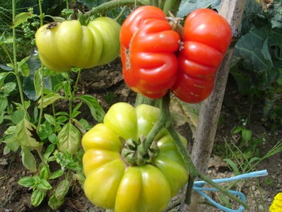 Fichier:Tomate corrogo-1.jpg