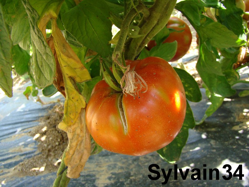 Fichier:Tomate couille-de-taureau.jpg