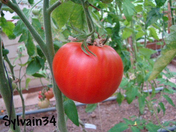 Fichier:Tomate croatian heart.jpg