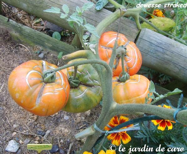 Fichier:Tomate deweese streaked op.jpg