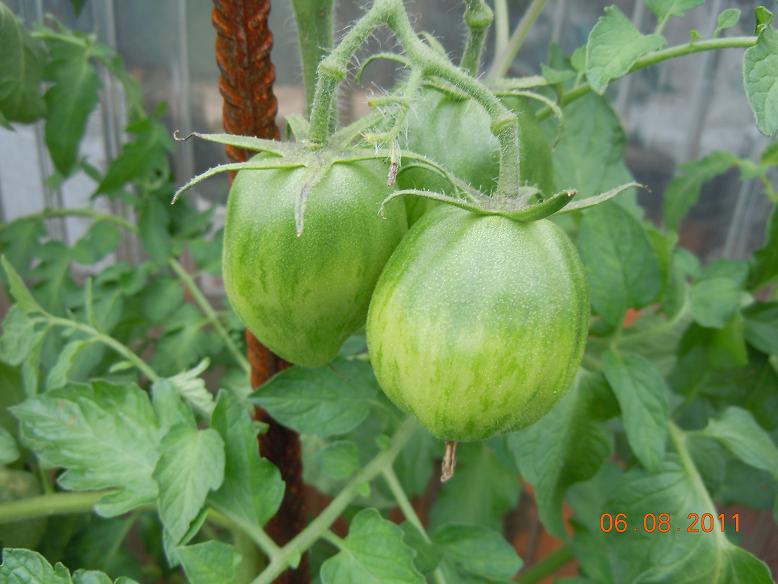 Fichier:Tomate dino eggs.jpg