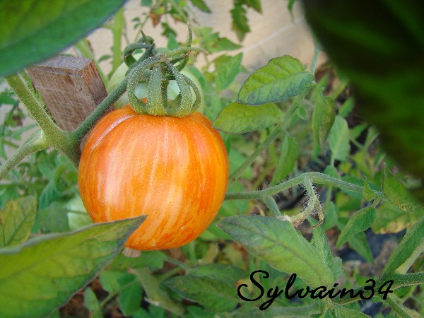 Fichier:Tomate elberta girl.jpg