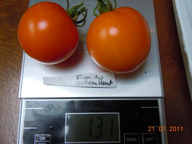 Fichier:Tomate faribo goldheart-2.jpg