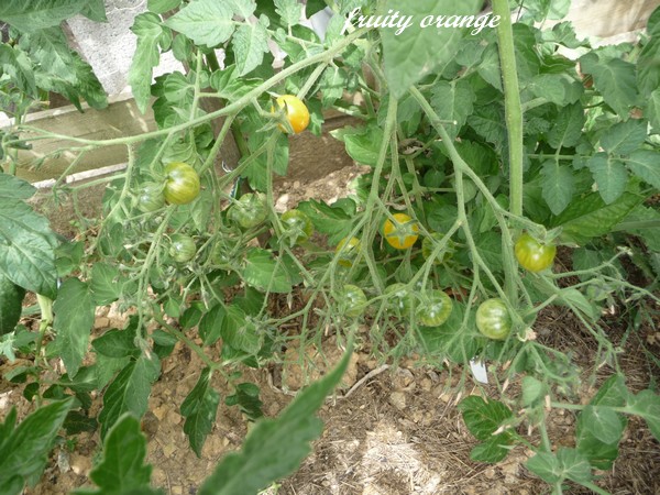 Fichier:Tomate fruity orange op.jpg