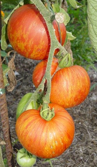 Fichier:Tomate furry red boar-1.jpg