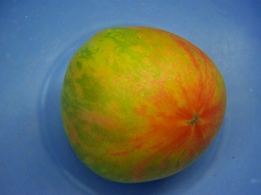 Fichier:Tomate furry red boar.jpg