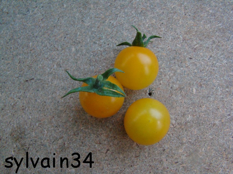 Fichier:Tomate galina-1.jpg