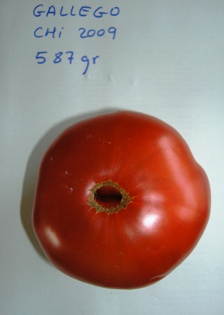 Fichier:Tomate gallego-1.jpg