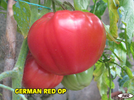 Fichier:Tomate german red op.jpg