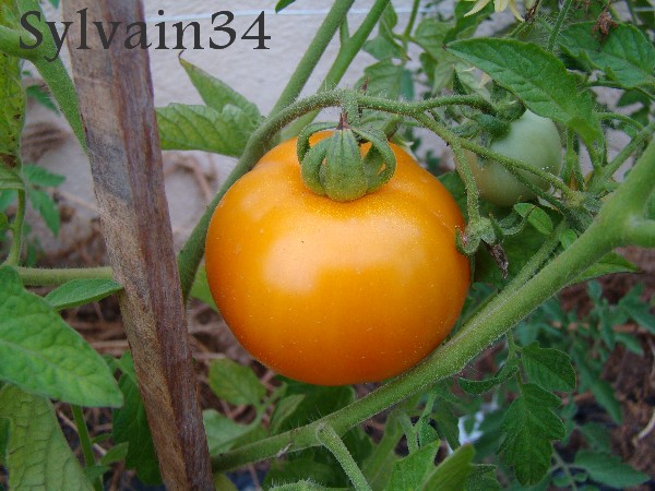 Fichier:Tomate gold dust op-1.jpg