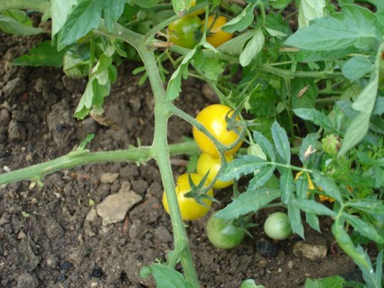 Fichier:Tomate gold nugget.jpg