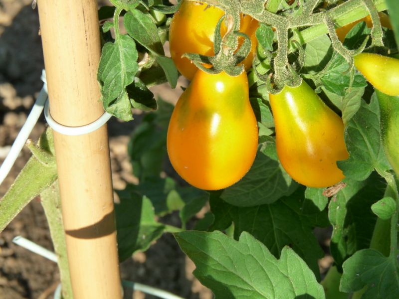 Fichier:Tomate golden rain-1.jpg