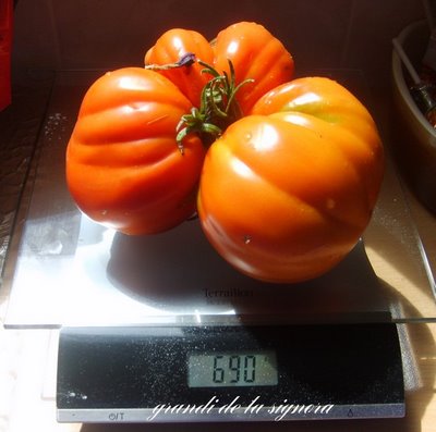 Fichier:Tomate grandi de la signora.jpg