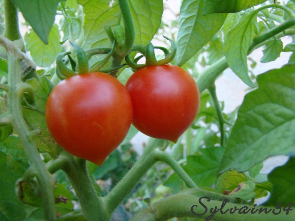 Fichier:Tomate grappoli d inverno.jpg