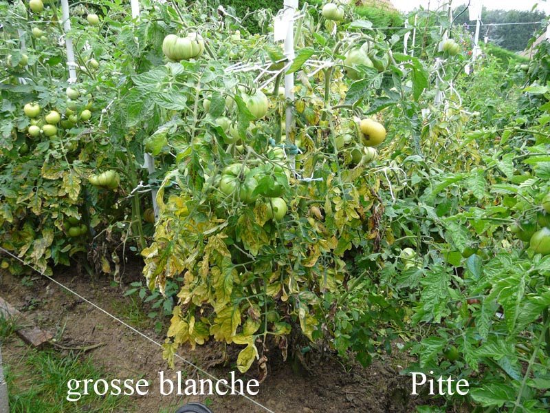 Fichier:Tomate grosse blanche op-1.jpg