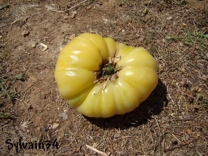 Fichier:Tomate halfmoon china-1.jpg