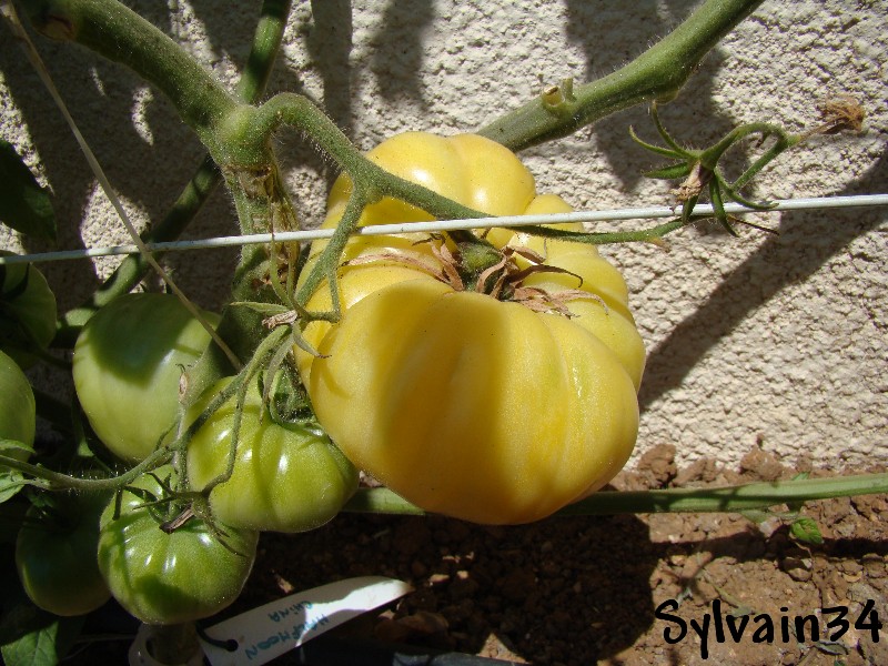 Fichier:Tomate halfmoon china-2.jpg