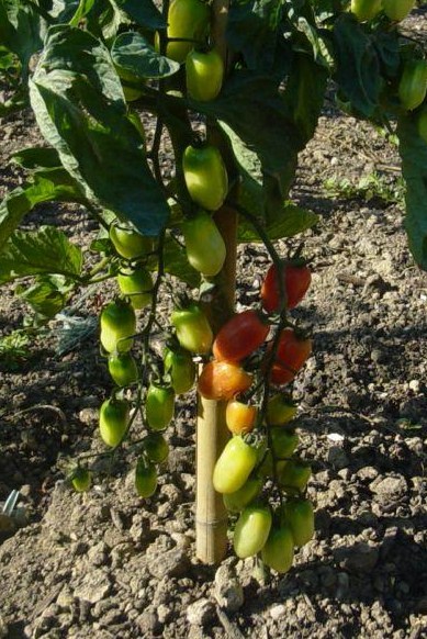 Fichier:Tomate huaje de mexico-1.jpg