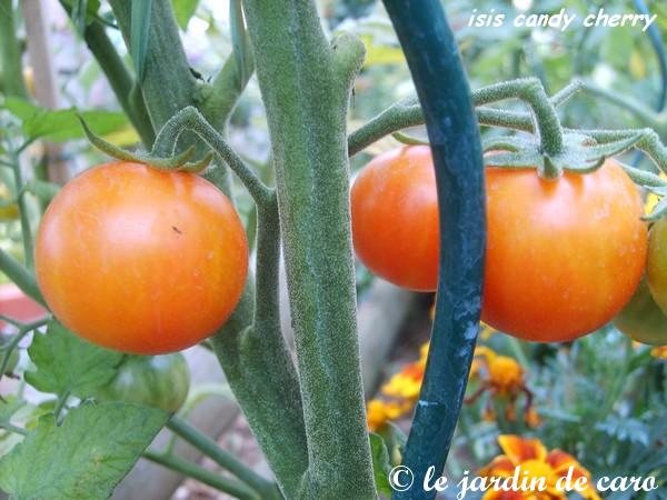 Fichier:Tomate isis candy cherry.jpg